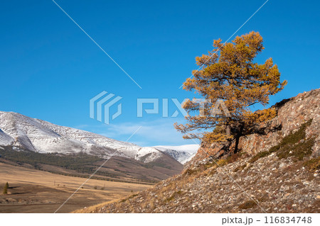 Autumn tree on a steep rocky cliff above the cliff. 116834748