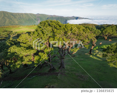 Aerial view of Fanal forest trees on Madeira island, Portugal Aerial view of Fanal forest trees on Madeira island, Portugal 116835815