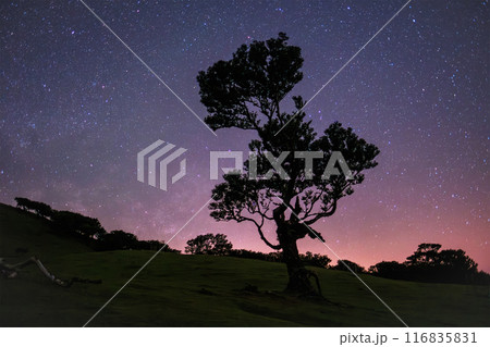Fanal forest trees on Madeira island in night with starry sky, Portugal Fanal forest trees on Madeira island in night with starry sky, Portugal 116835831