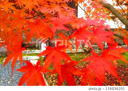 秋の紅葉の風景 116836201
