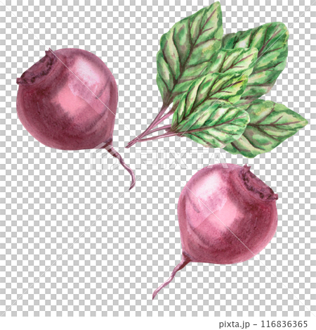 Set of beets and leaves in watercolor. Hand drawn harvest themed illustration for agricultural fairs, harvest shows, greengrocers, cookbooks. Illustration isolated from background Set of beets and leaves in watercolor. Hand drawn harvest themed illustration for agricultural fairs, harvest shows, greengrocers, cookbooks. Illustration isolated from background 116836365