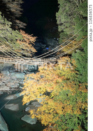 【徳島県】紅葉した祖谷のかずら橋の夜景(ライトアップ) 【徳島県】紅葉した祖谷のかずら橋の夜景(ライトアップ) 116836575