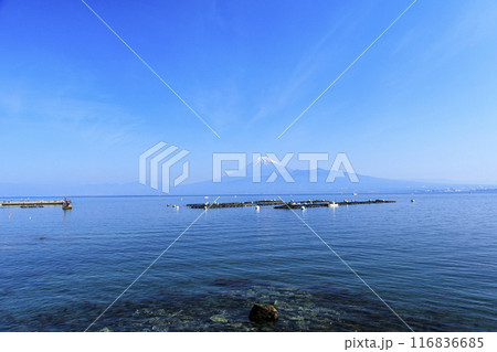 沼津から望む、駿河湾越しの冠雪した冠雪の富士山 116836685