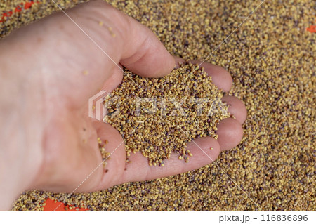 clover seeds for growing in fields clover seeds for growing in fields 116836896