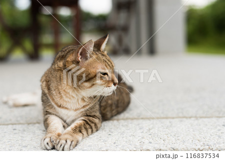 tabby old fat cat 116837534