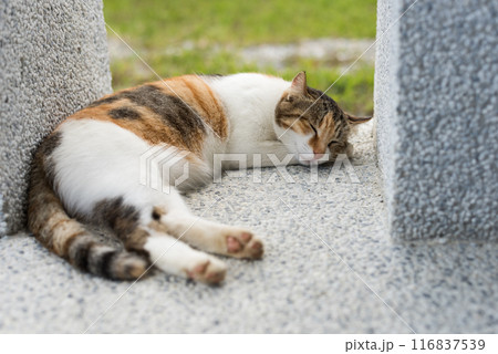 little cat doze 116837539