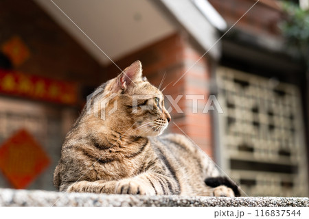 stray fat tabby cat 116837544