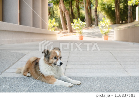 stray dog lying on a ground 116837583