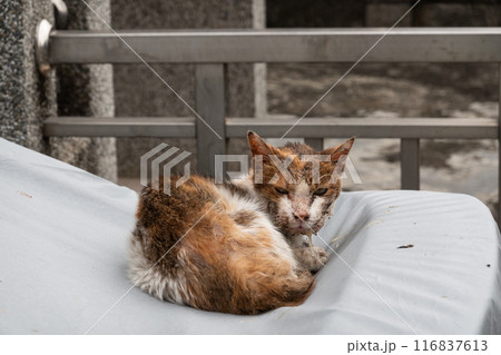 stray cat was sick 116837613