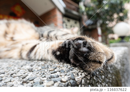 cat paws at street 116837622