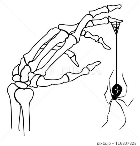 Spooky Black and White Skeleton Hand with Spider Illustration for Halloween Decor on a White Background. Creepy Gothic Black Widow Hand Drawn Illustration for Scary Art. Vector illustration 116837828