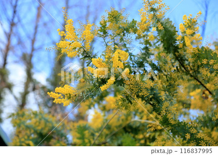 ギンヨウアカシアの花　満開 116837995