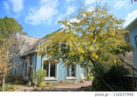 ギンヨウアカシアの花 満開 ギンヨウアカシアの花 満開 116837996