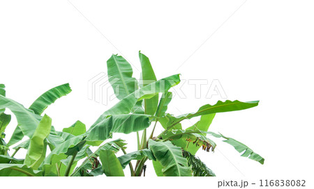 Cut out of banana tree and leaves with clipping path on white background. Cut out of banana tree and leaves with clipping path on white background. 116838082