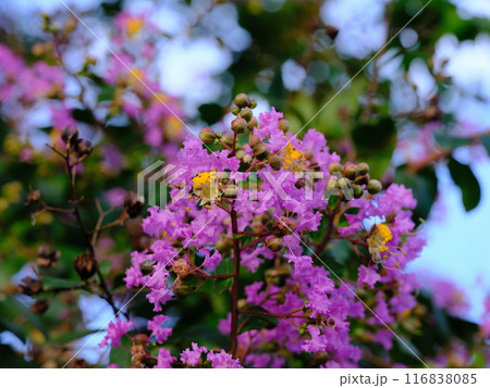 ピンク色の可愛いサルスベリの花 116838085