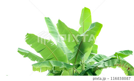 Cut out of banana tree and leaves with clipping path on white background. 116838087