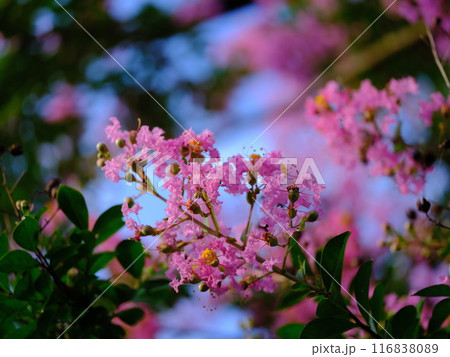 可愛いサルスベリの花 116838089