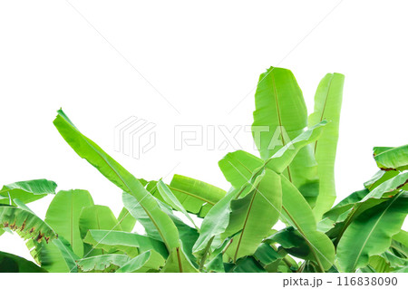 Cut out of banana tree and leaves with clipping path on white background. 116838090