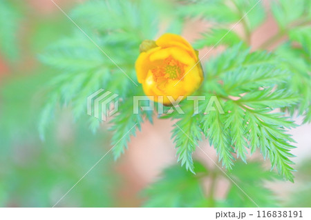 活き活き 福寿草の花 活き活き 福寿草の花 116838191