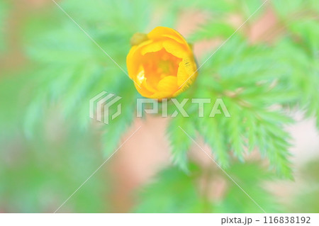 活き活き 福寿草の花 活き活き 福寿草の花 116838192