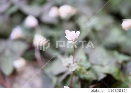 優雅　ユキワリイチゲの花 116838194