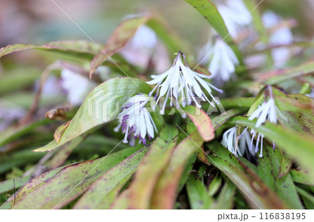 シロバナショウジョウバカマの花 シロバナショウジョウバカマの花 116838195