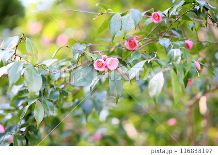 カメリア　ロゼフローラの花 116838197