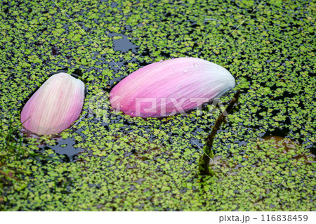 花びらと水草 116838459