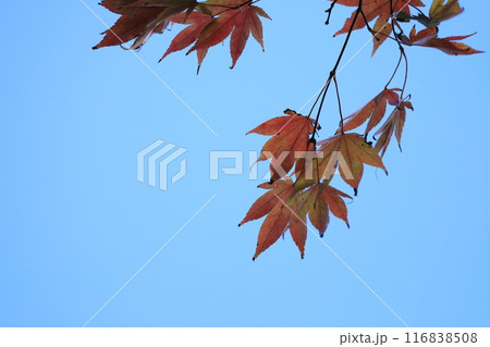 青空に映える紅葉 116838508