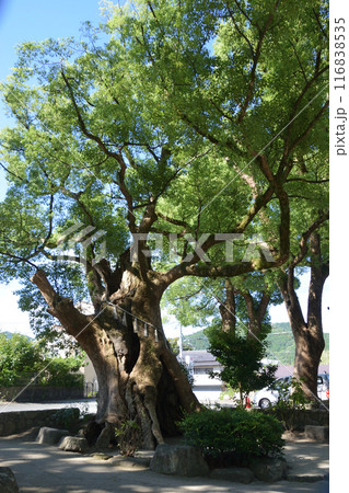 樟の巨木たち 116838535