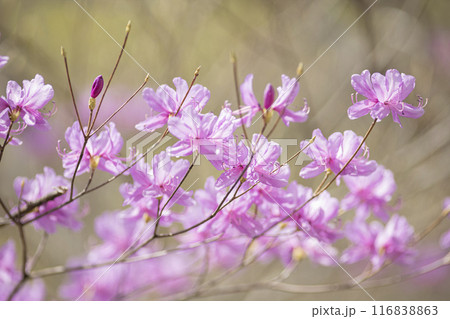ピンクの花を咲かせるミツバツツジ 116838863