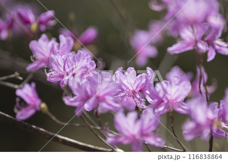 ピンクの花を咲かせるミツバツツジ 116838864