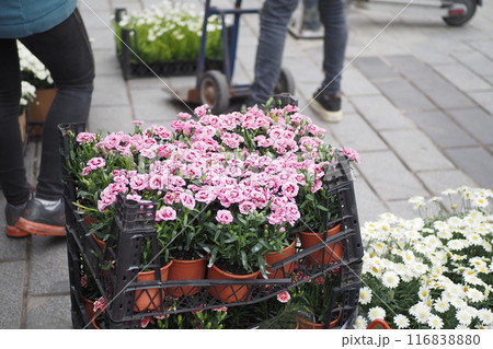 People carry pink flower pots on a city street, enhancing the urban landscape with vibrant colors 116838880