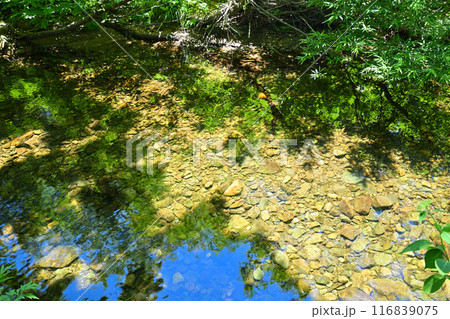 澄み切った大源太川　水鏡の模様　新潟県湯沢町　 116839075