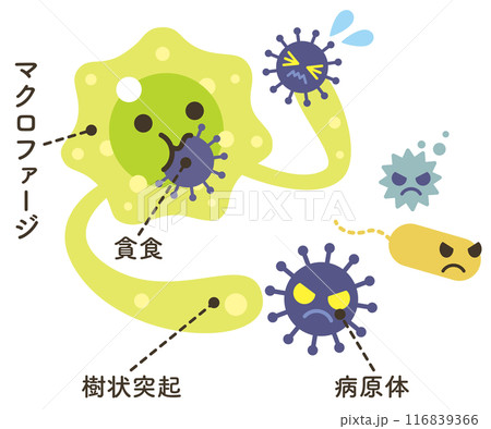 貪食するマクロファージ(文字あり) 貪食するマクロファージ(文字あり) 116839366
