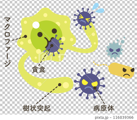 貪食するマクロファージ(文字あり) 貪食するマクロファージ(文字あり) 116839366