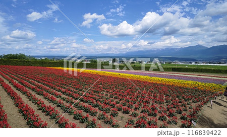 夏の北海道　青空と花畑 116839422