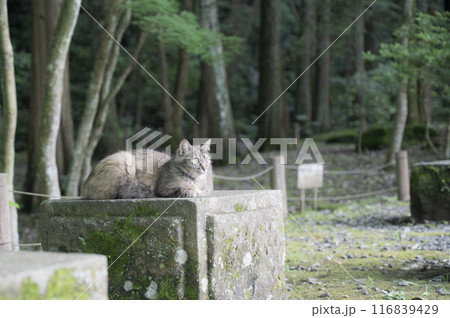 公園の猫 公園の猫 116839429