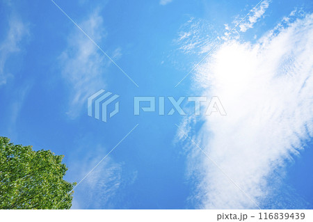 夏の雲と木立 116839439