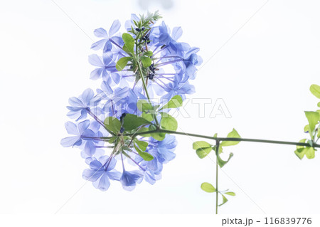 暑い夏に涼しげな花を咲かせるルリマツリ 暑い夏に涼しげな花を咲かせるルリマツリ 116839776