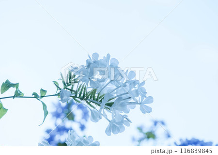 暑い夏に涼しげな花を咲かせるルリマツリ 暑い夏に涼しげな花を咲かせるルリマツリ 116839845