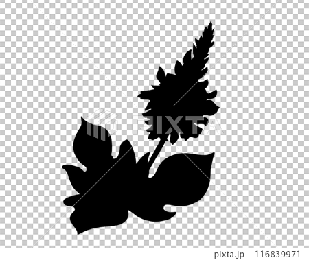 葛の花のシルエットイラスト 葛の花のシルエットイラスト 116839971