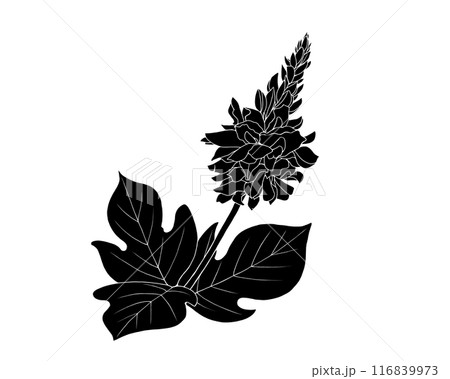 葛の花の白黒イラスト（白抜きあり） 116839973