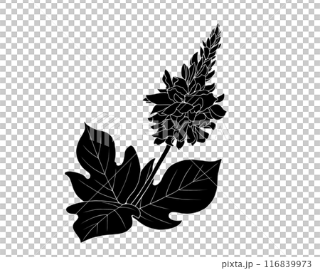 葛の花の白黒イラスト（白抜きあり） 116839973