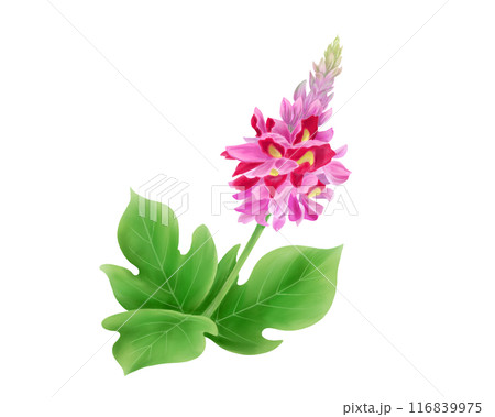 葛の花のリアルな水彩イラスト 葛の花のリアルな水彩イラスト 116839975