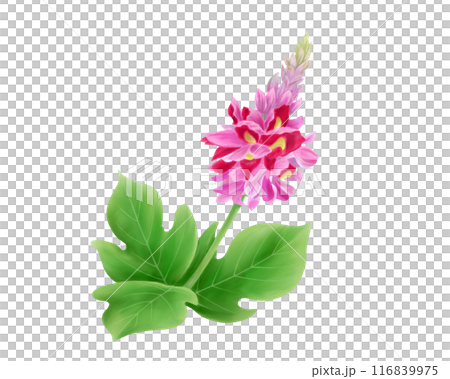 葛の花のリアルな水彩イラスト 葛の花のリアルな水彩イラスト 116839975