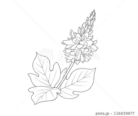 葛の花の線画イラスト 116839977