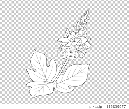 葛の花の線画イラスト 116839977