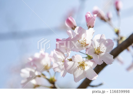 逆光で写した河津桜のクローズアップ 116839998