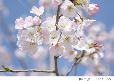 逆光で写した河津桜のクローズアップ 116839999